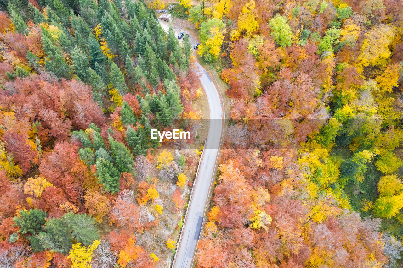 HIGH ANGLE VIEW OF ROAD AMIDST TREES AND PLANTS DURING AUTUMN