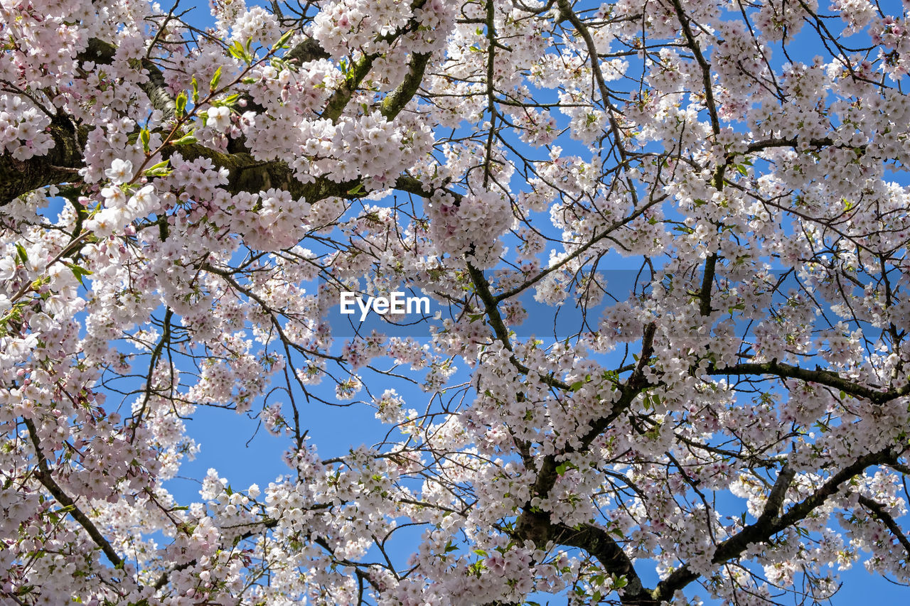 plant, tree, springtime, blossom, fragility, flower, growth, flowering plant, beauty in nature, branch, low angle view, freshness, nature, sky, no people, day, cherry blossom, cherry tree, spring, outdoors, backgrounds, fruit tree, blue, clear sky, botany, white, full frame, close-up, produce, tranquility