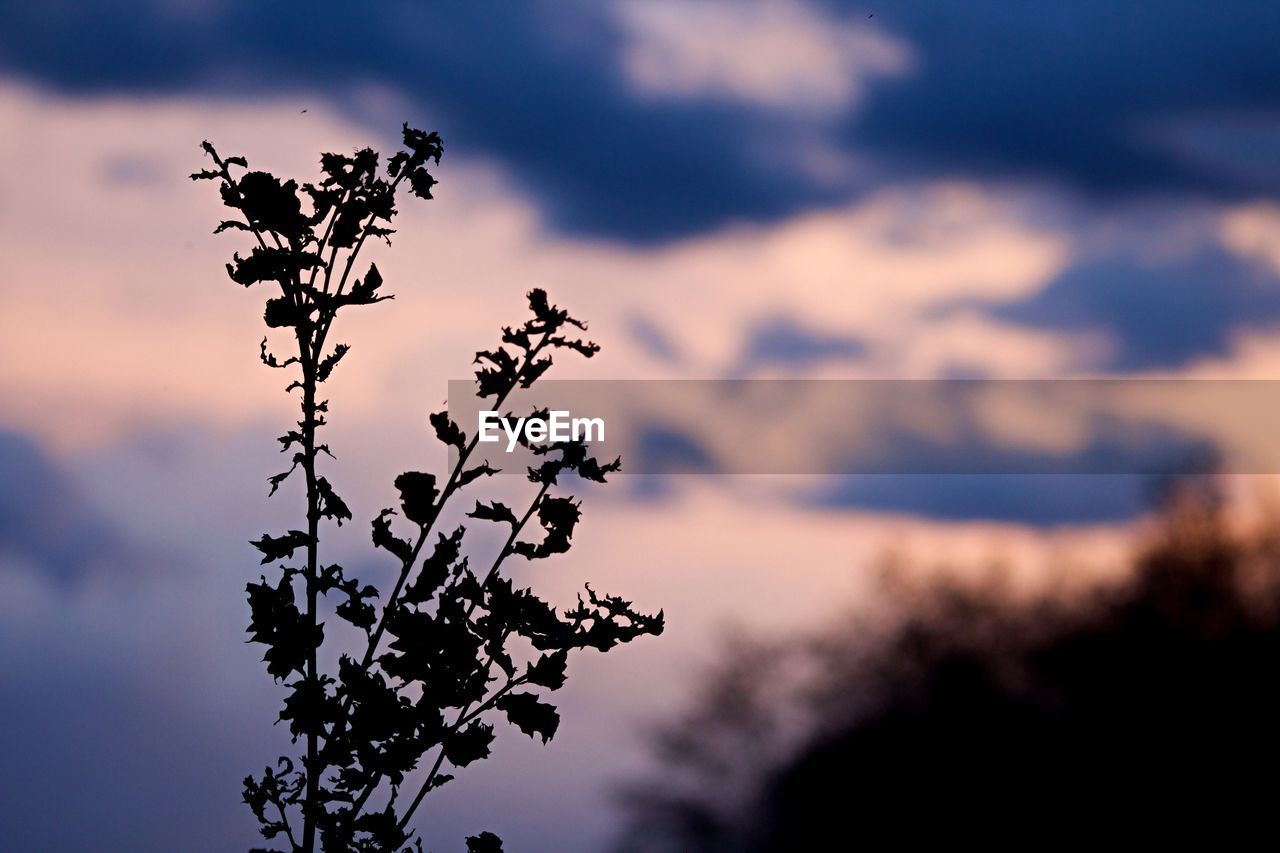 LOW ANGLE VIEW OF FLOWERING PLANT AGAINST SKY