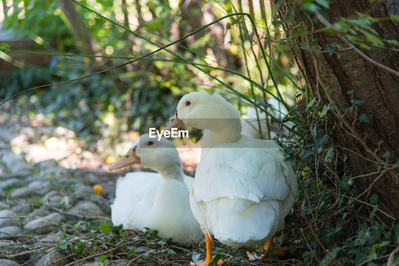 VIEW OF DUCKS ON FIELD