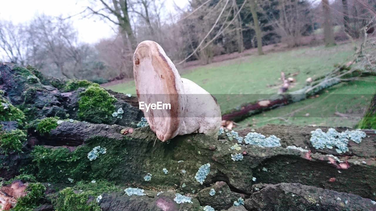 CLOSE-UP OF TREE TRUNK WITH MOSS ON ROCK