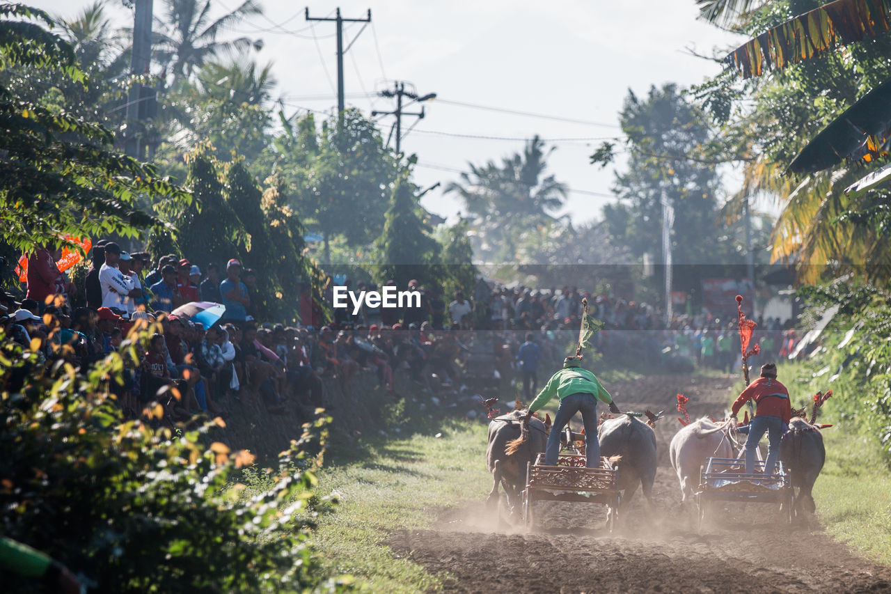 Makepung - bali traditional bull racing