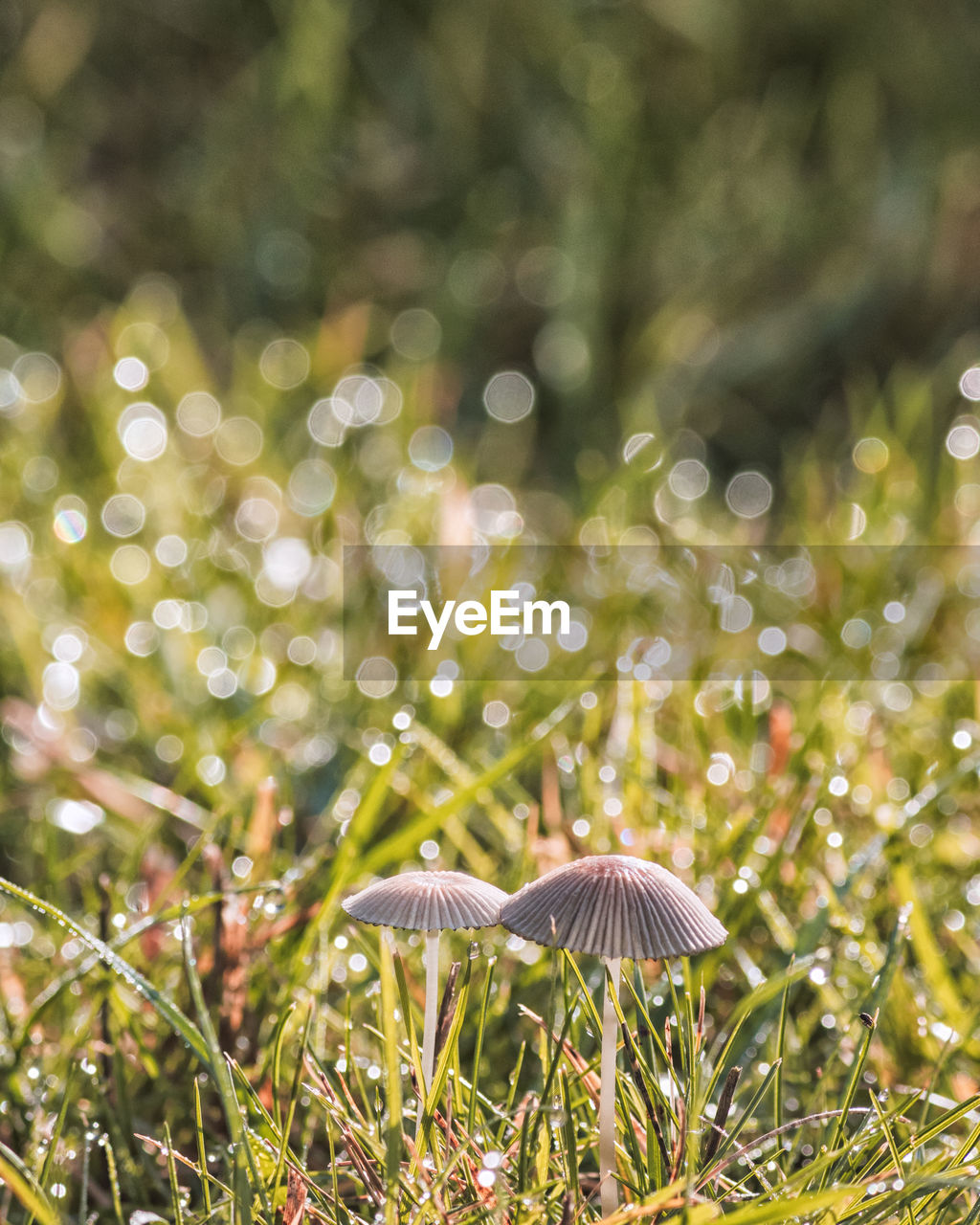 CLOSE-UP OF MUSHROOM GROWING ON TREE