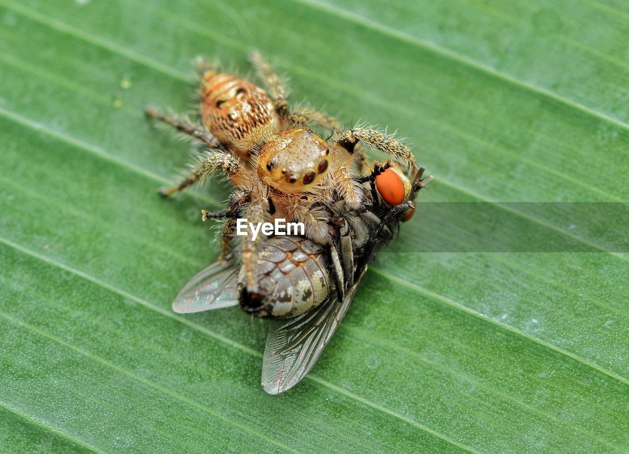 High angle view of spider and its prey on leaf