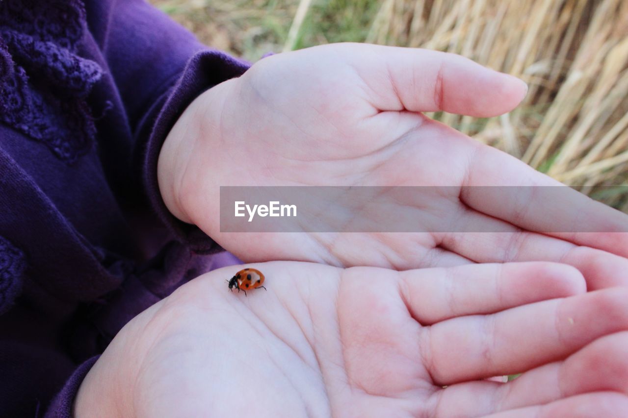 CLOSE-UP OF HUMAN HAND HOLDING SMALL INSECT