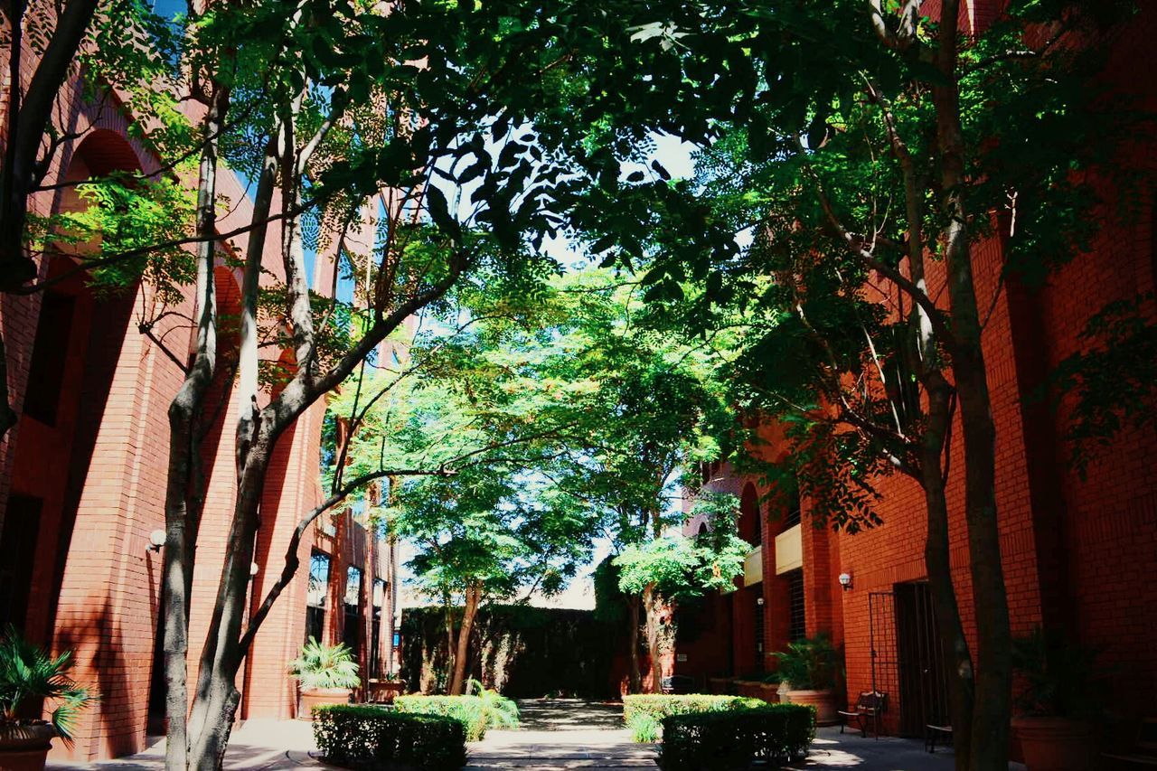 Low angle view of trees and buildings
