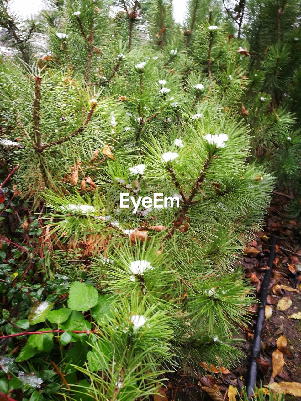 HIGH ANGLE VIEW OF PINE TREE IN SUNLIGHT