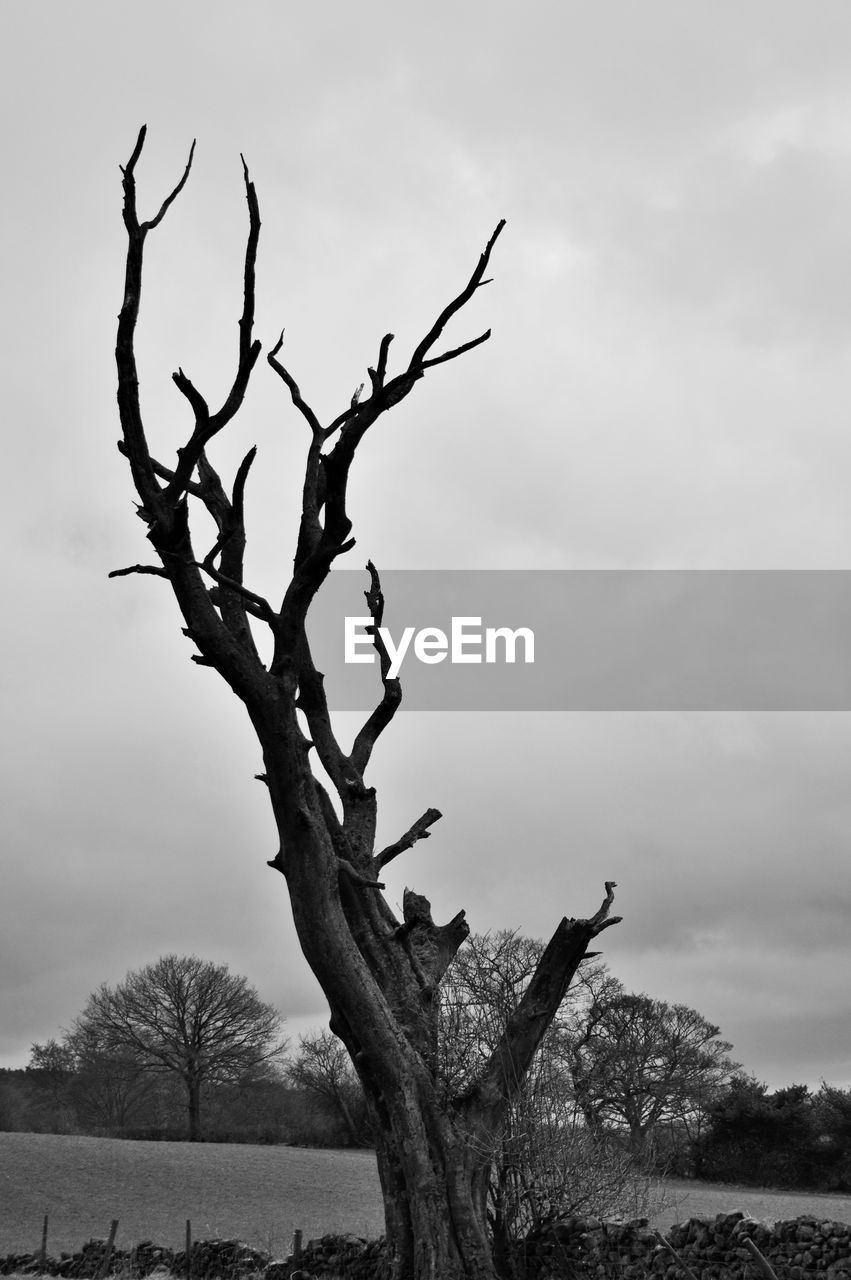 CLOSE-UP OF SILHOUETTE TREE BRANCH AGAINST SKY