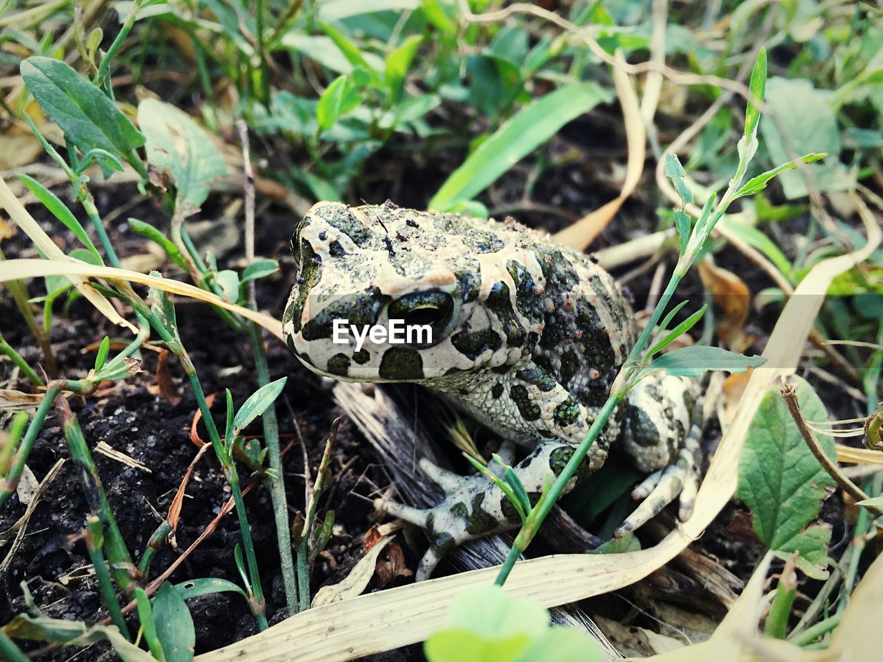 High angle view of frog on field