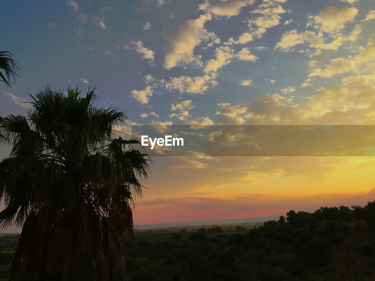 Palm tree on field against sky during sunset