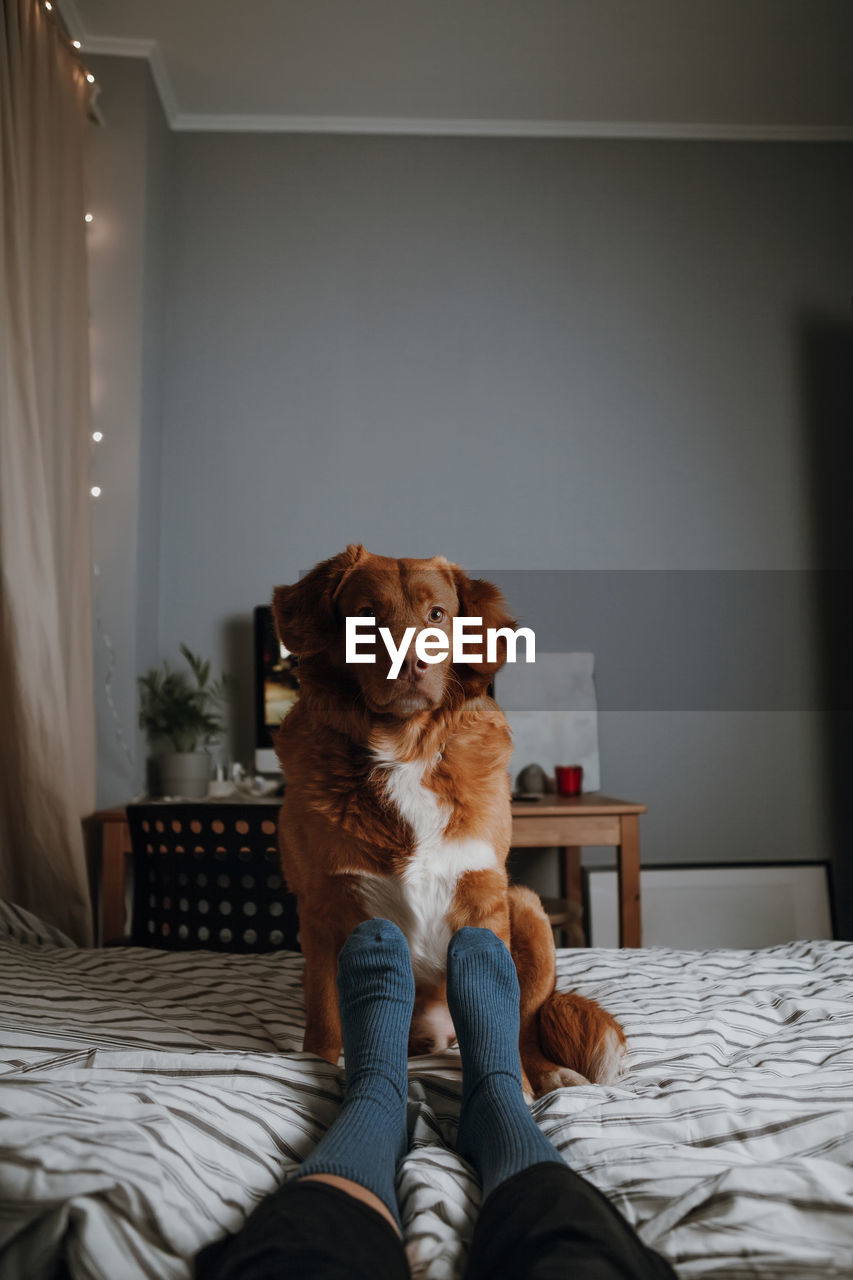 Attractive brown nova scotia duck tolling retriever sitting on bed near with female legs in socks.