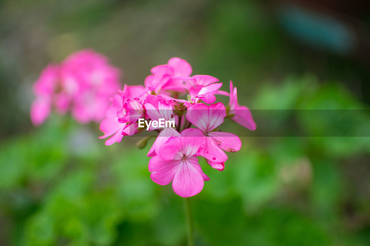 Close-up of pink flowers blooming outdoors