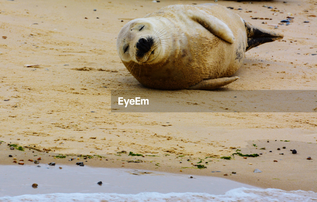 SEA LION LYING ON BEACH