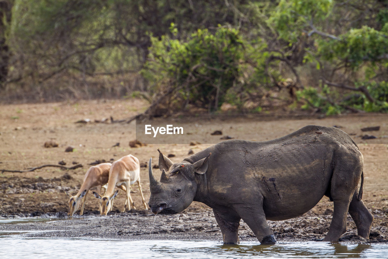 Rhinoceros and deer at lakeshore