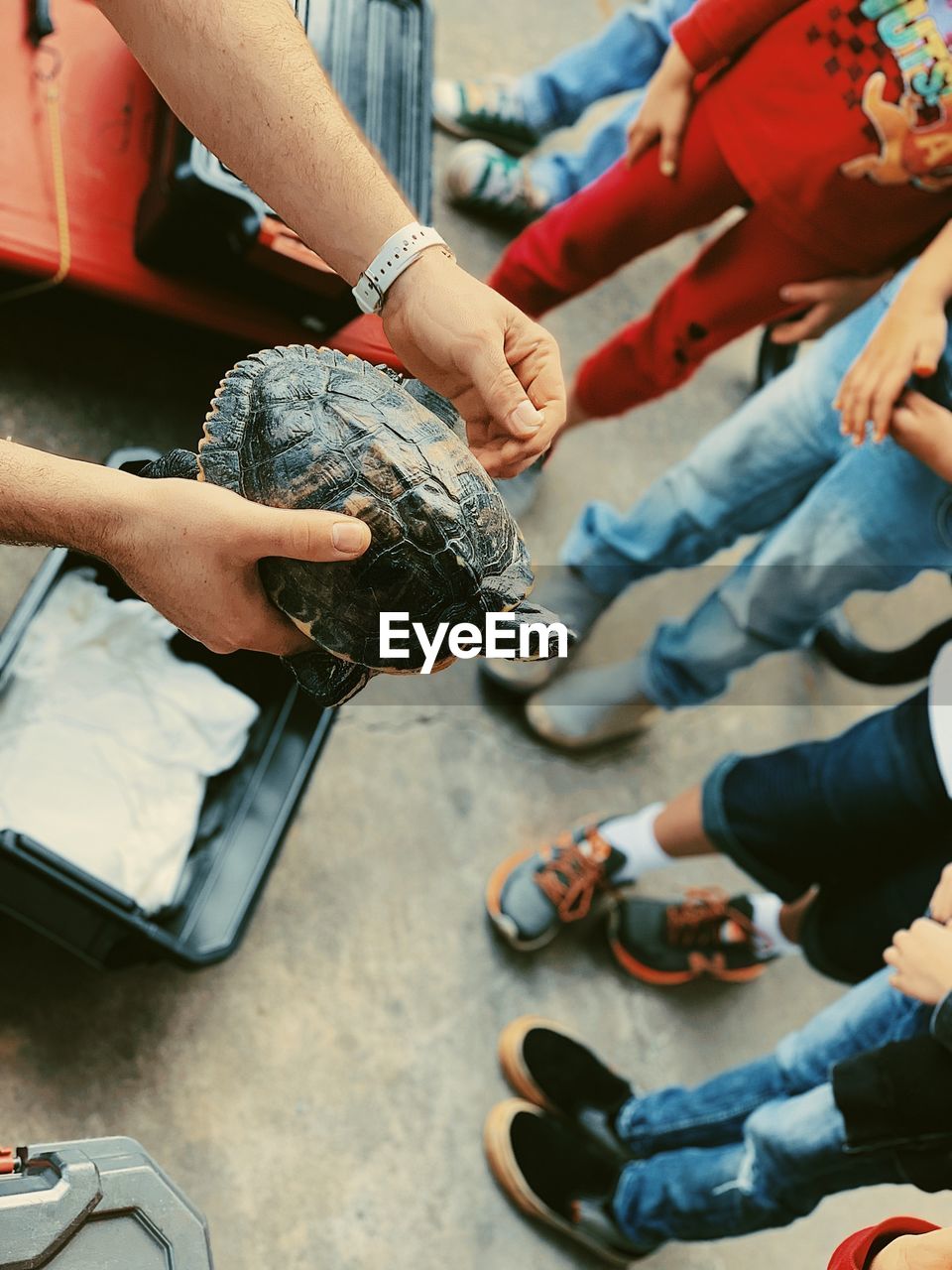 Cropped hands of person showing turtle to people while standing outdoors