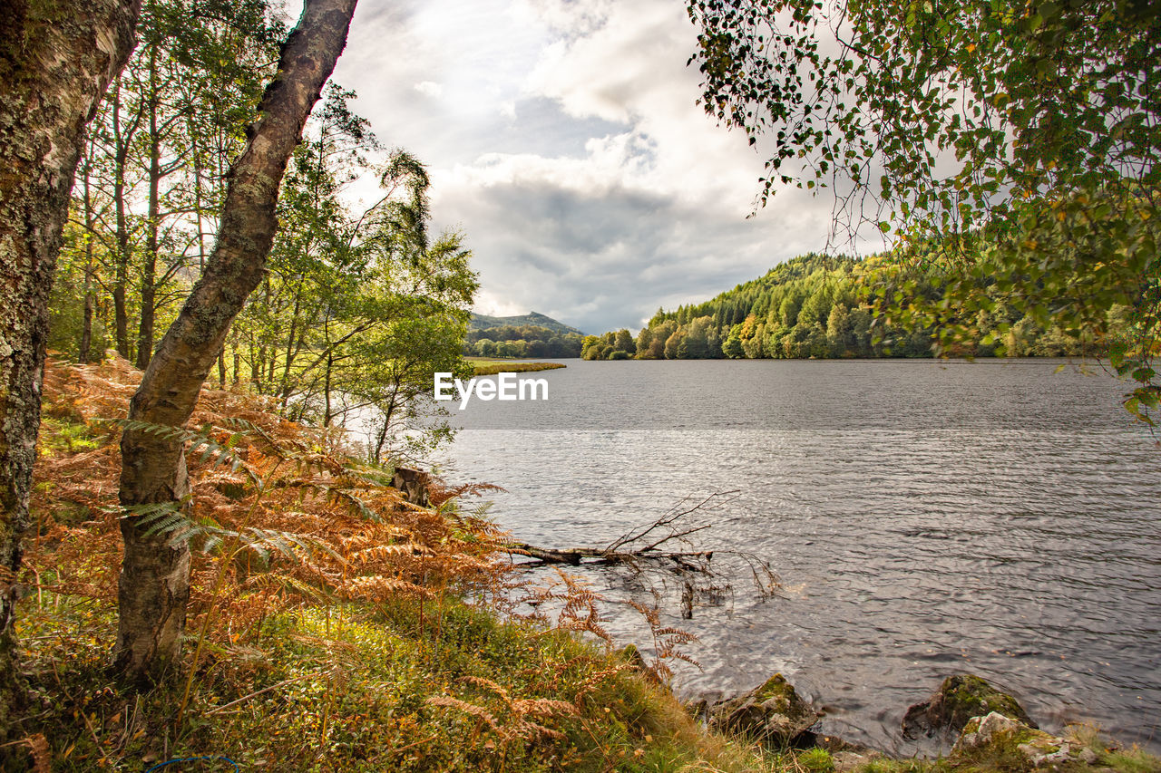 SCENIC VIEW OF LAKE AGAINST TREES IN FOREST