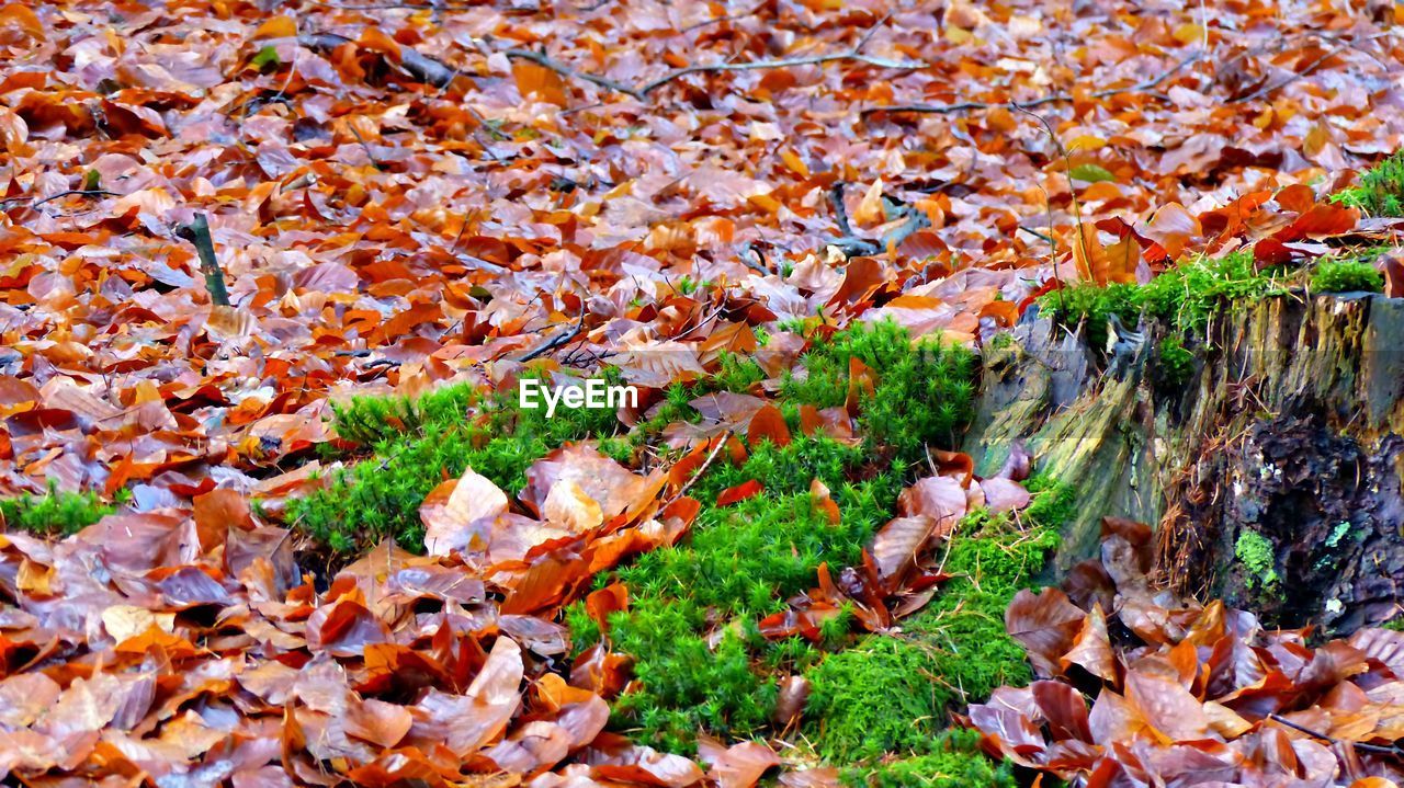 Close-up of autumn leaves on grass