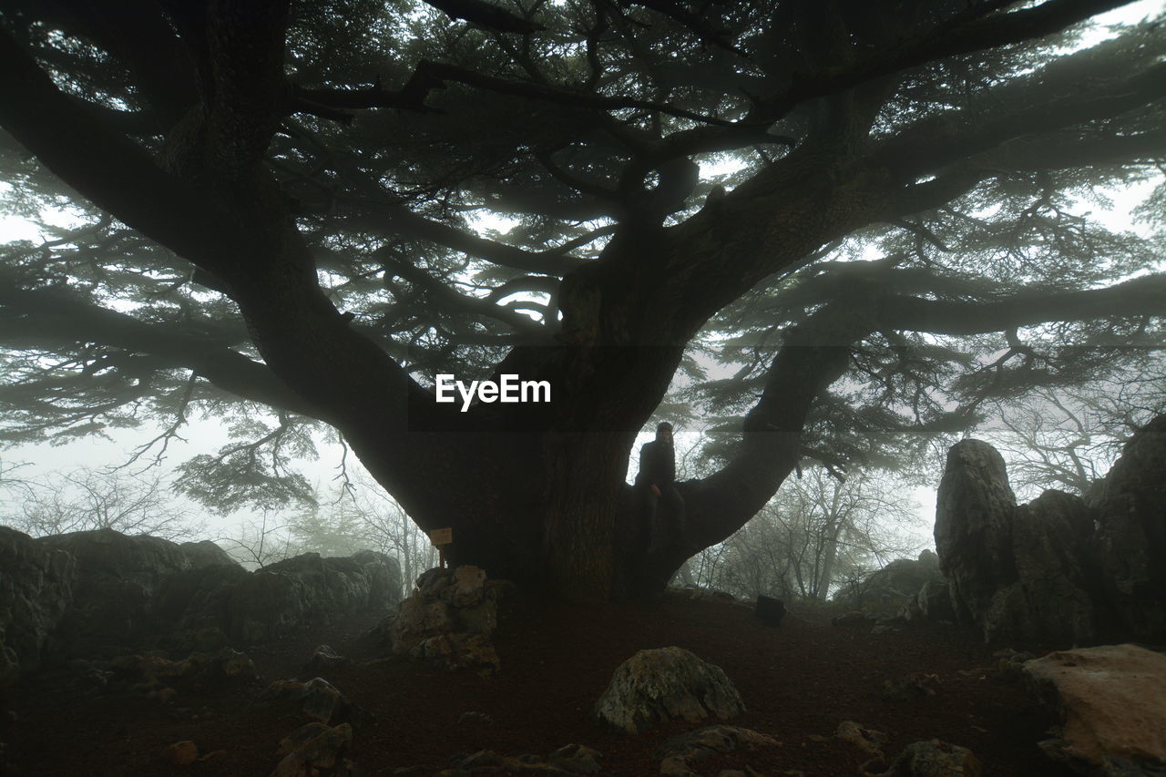 VIEW OF TREE IN FOREST