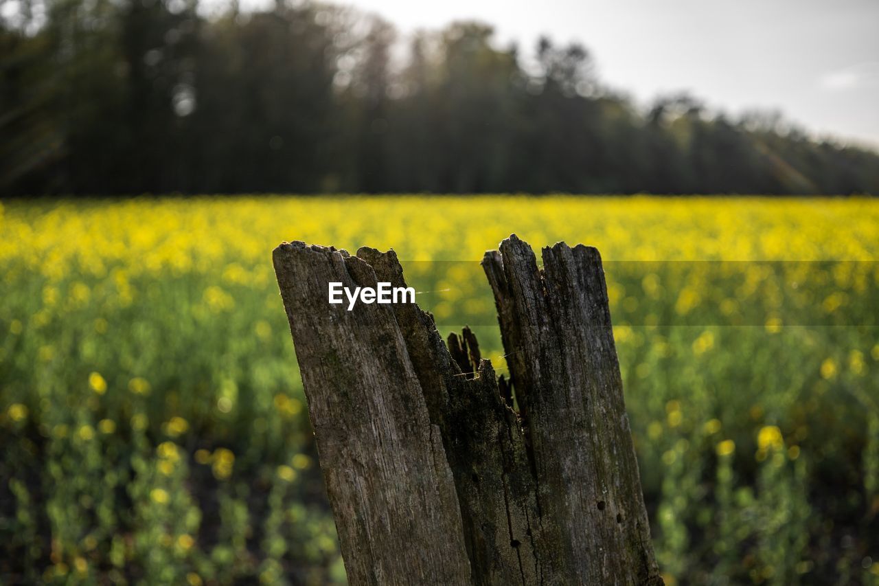 CLOSE-UP OF YELLOW CROP ON FIELD