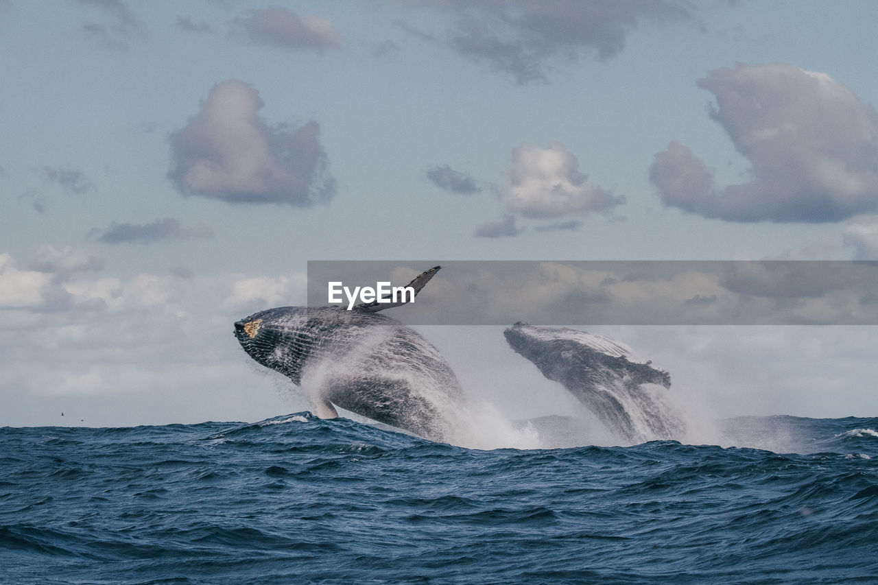 Low angle view of whales swimming in sea against sky