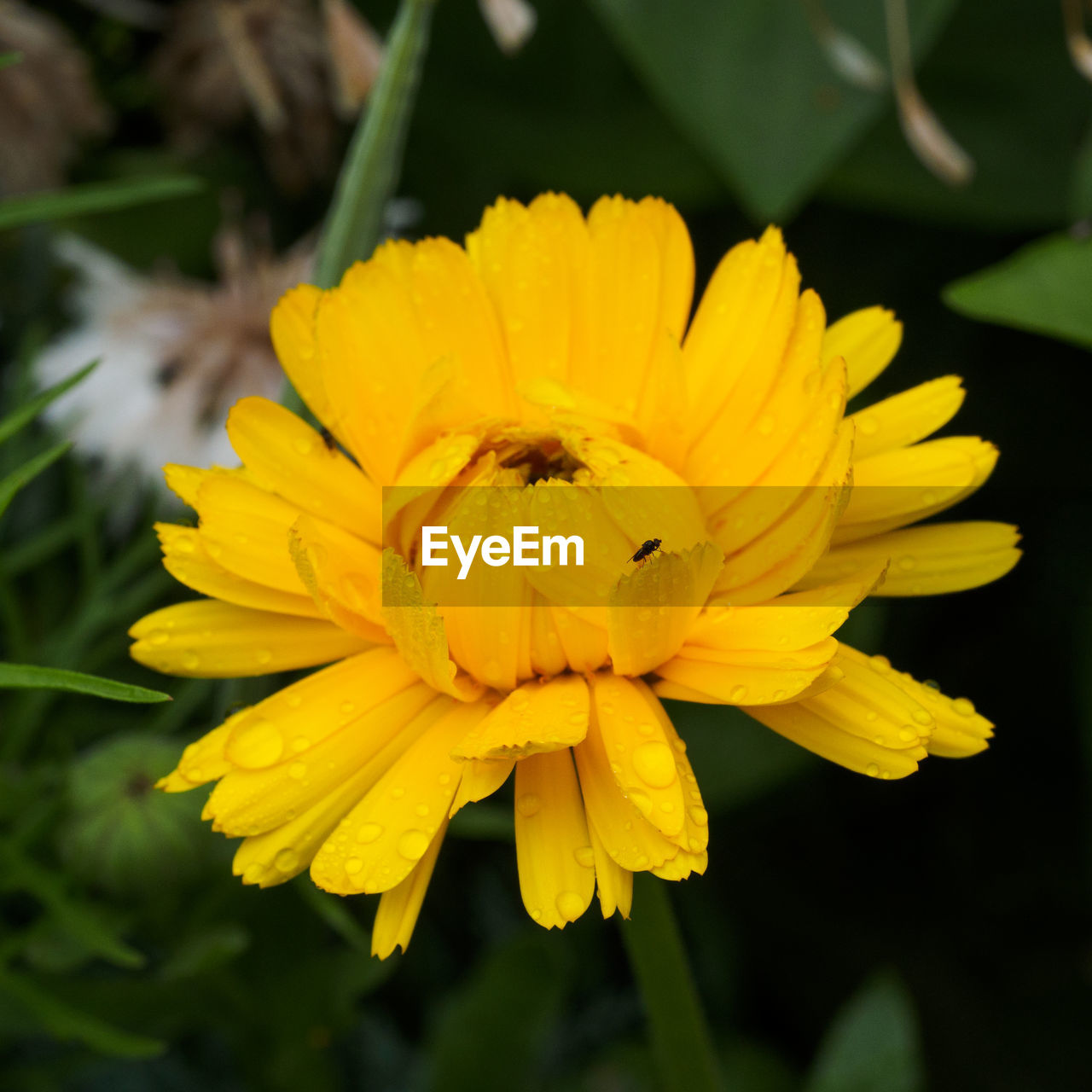 CLOSE-UP OF BEE ON YELLOW FLOWER BLOOMING OUTDOORS