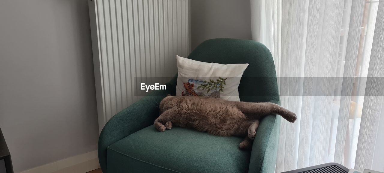 indoors, cat, mammal, furniture, domestic animals, pet, animal, animal themes, domestic room, room, one animal, home interior, relaxation, domestic cat, carnivore, interior design, feline, chair, no people, living room, sleeping, curtain, seat, window, sitting, sofa, domestic life, comfortable, lifestyles