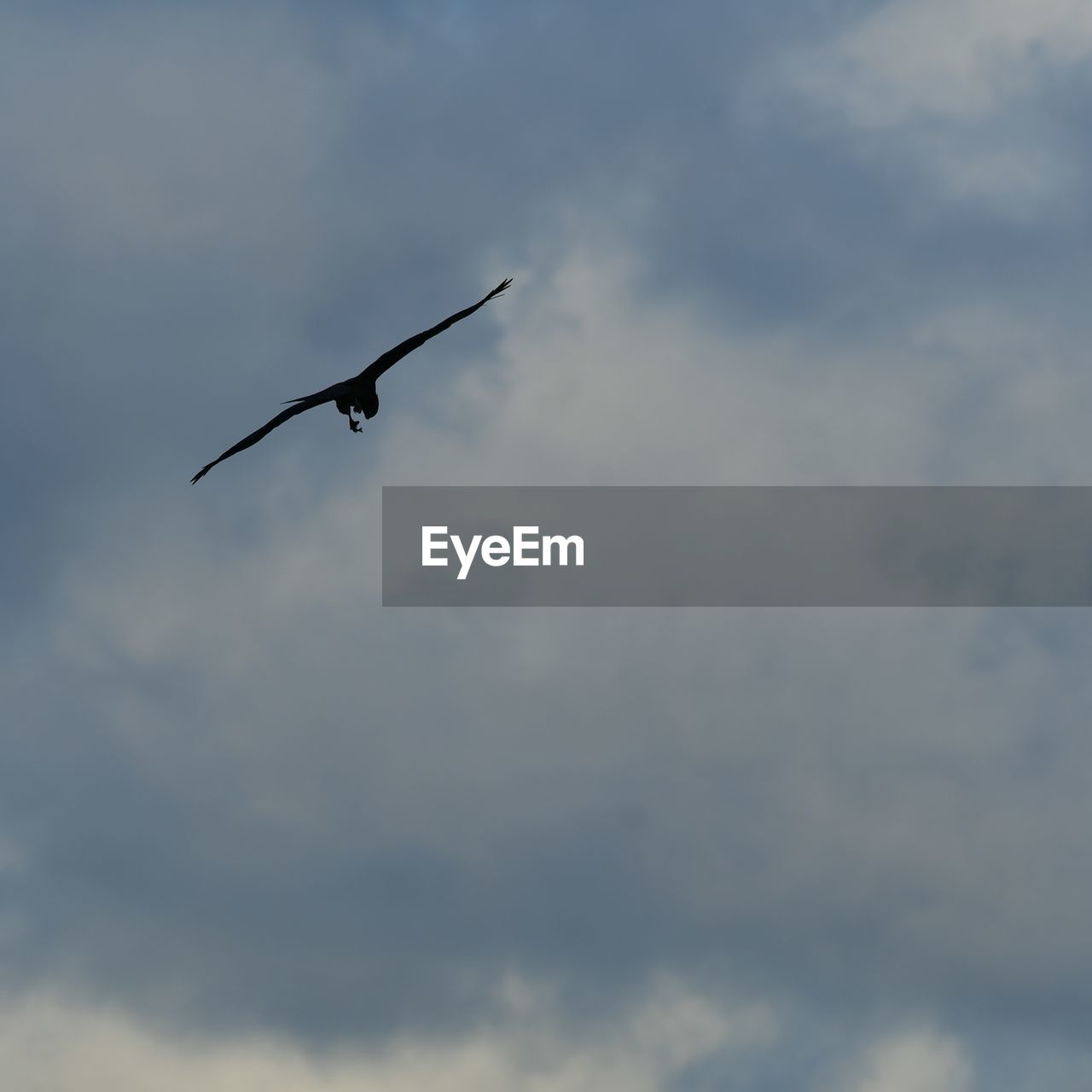 LOW ANGLE VIEW OF A BIRD FLYING AGAINST SKY