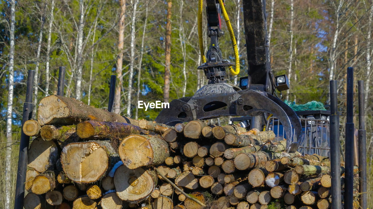 STACK OF LOGS IN THE FOREST