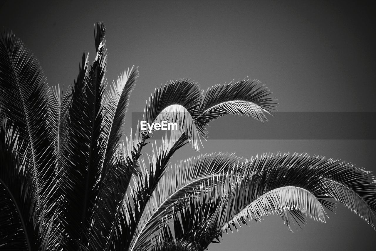 Low angle view of palm tree against clear sky