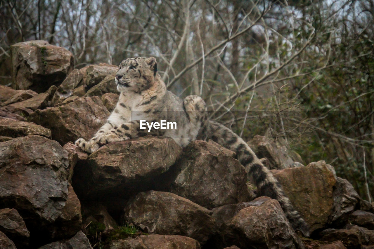 CLOSE-UP OF CAT SITTING ON ROCK IN FOREST