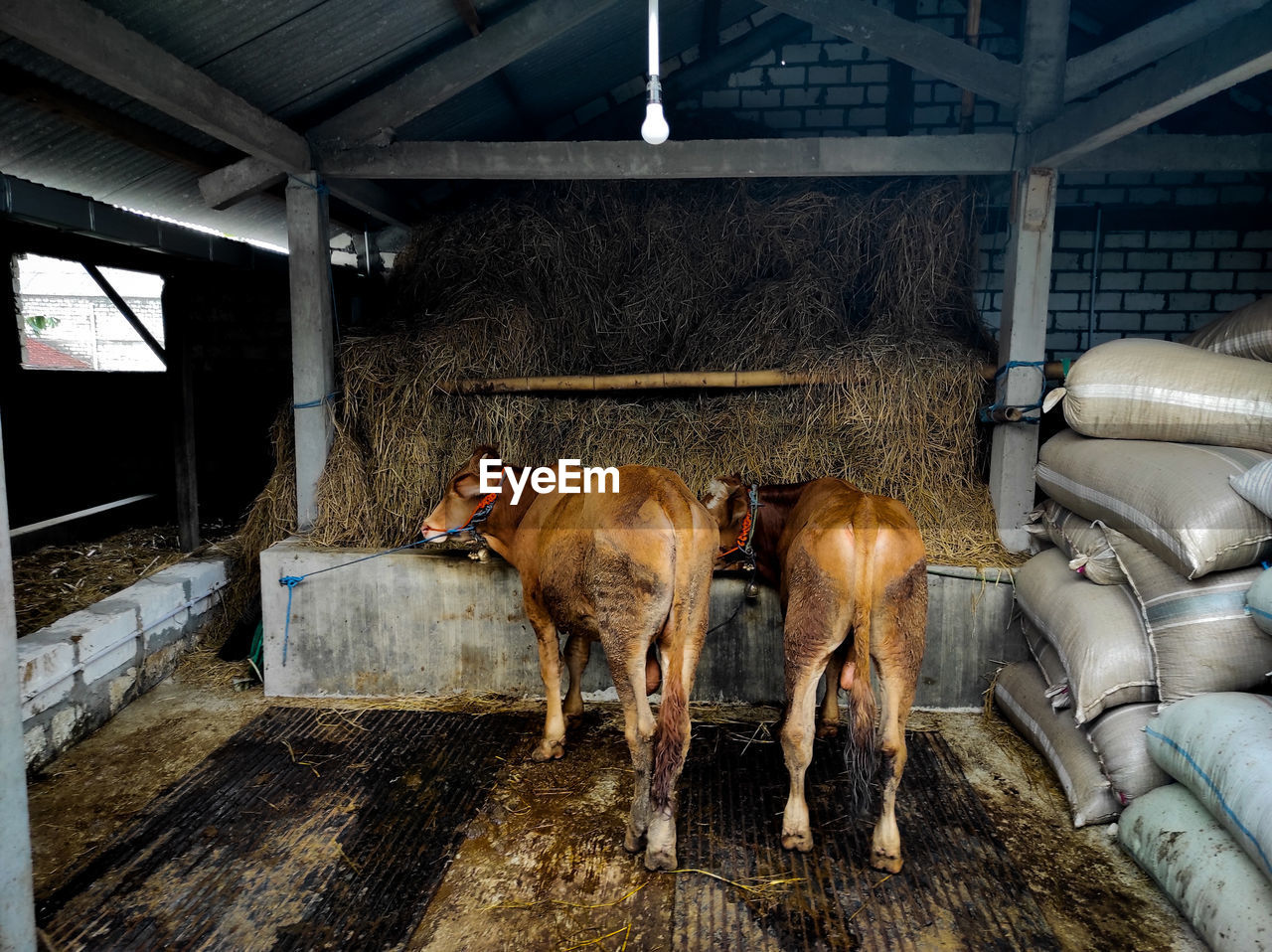 COWS IN A STABLE