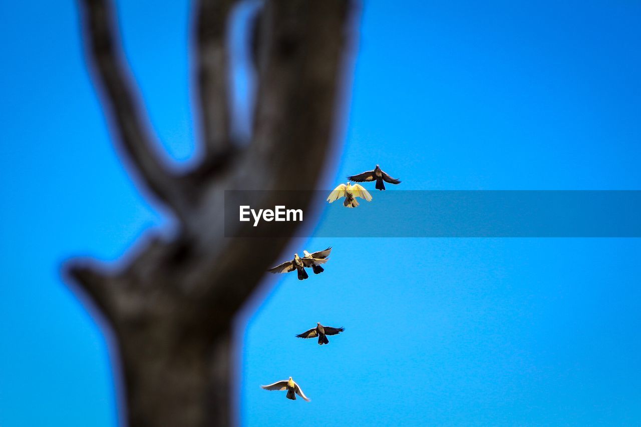 Low angle view of birds flying against blue sky
