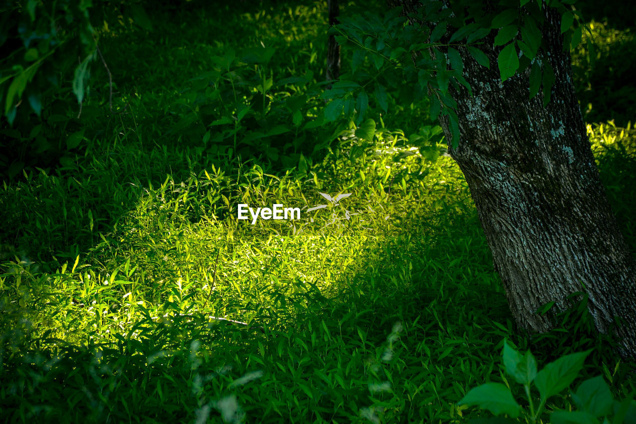 Plants growing on field