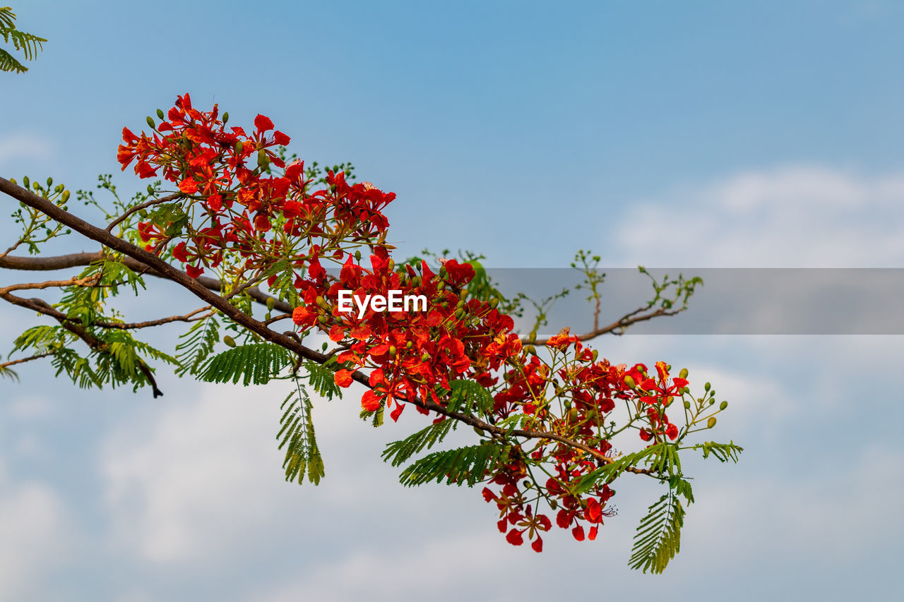 Low angle view of red flowering plant against sky