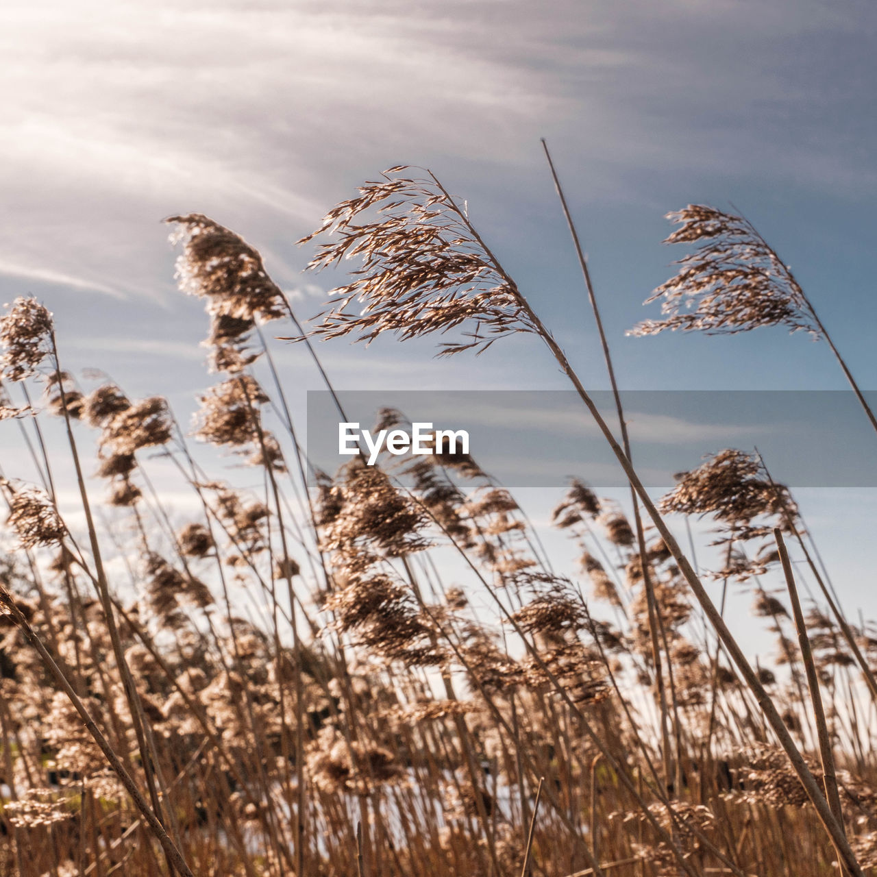 LOW ANGLE VIEW OF REED GRASS AGAINST SKY