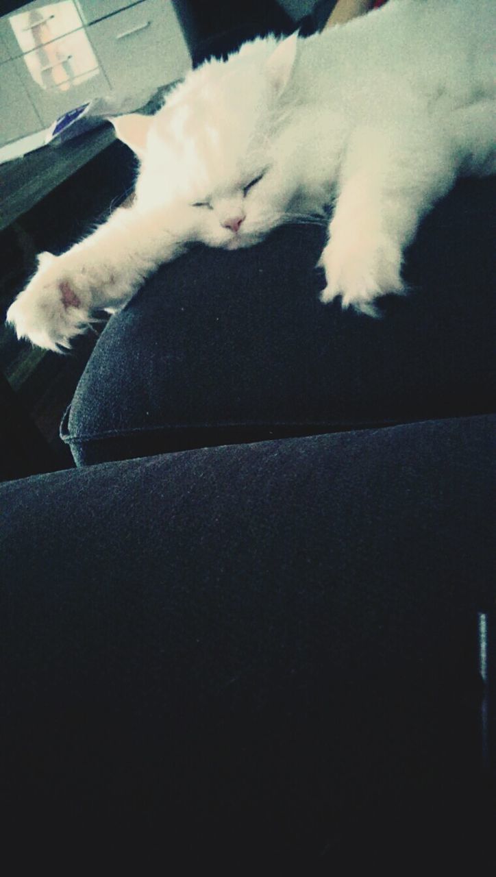 CAT LYING ON BLANKET