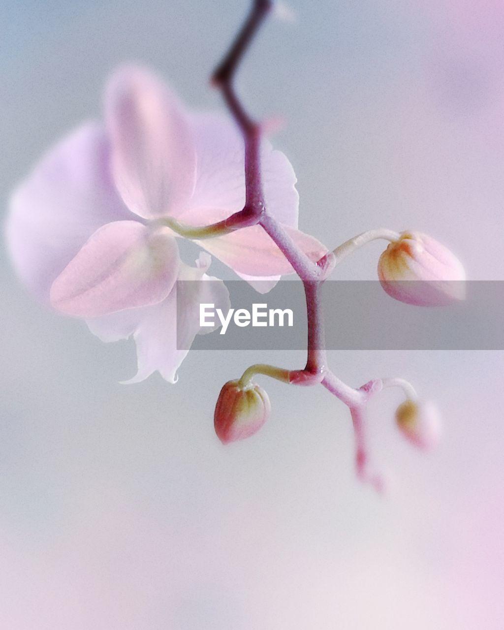 Close-up of pink orchid