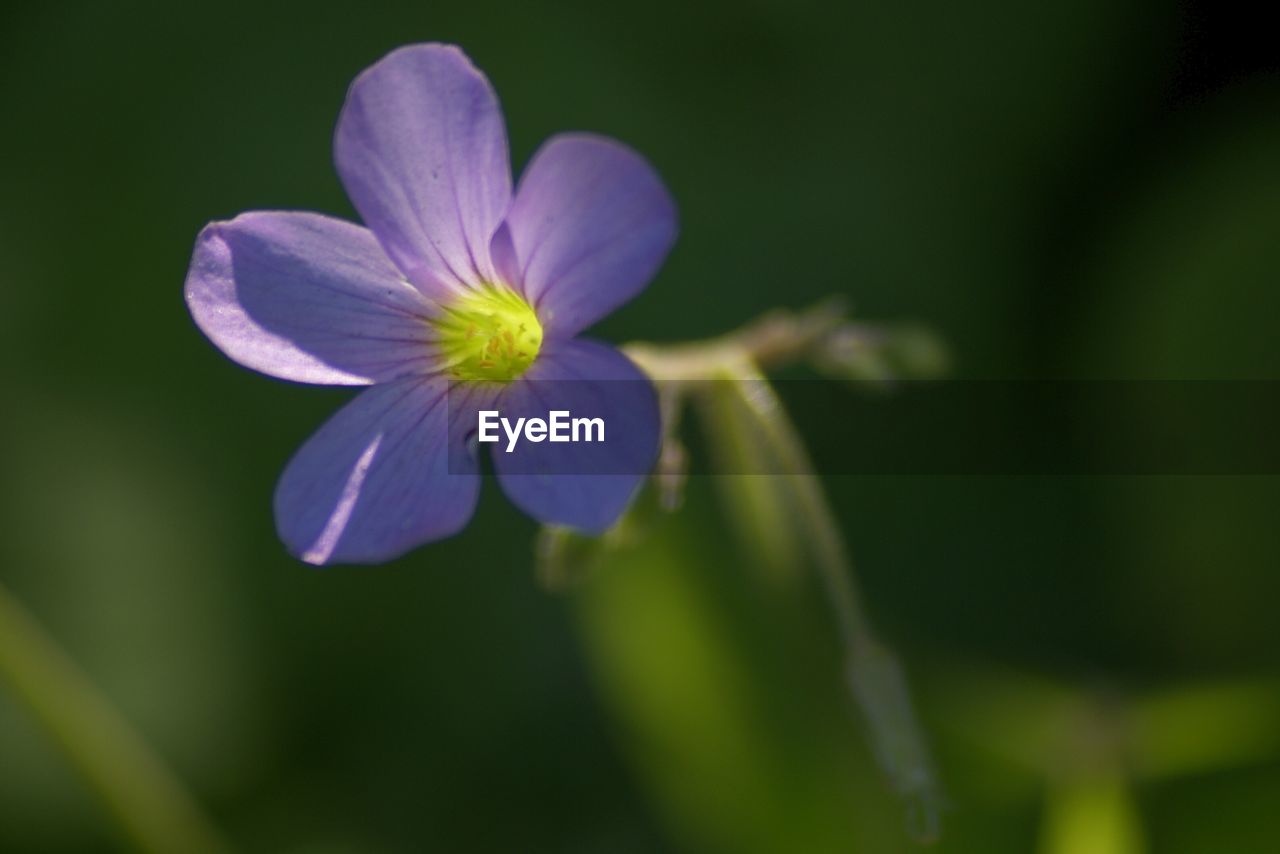 Close-up of purple flower