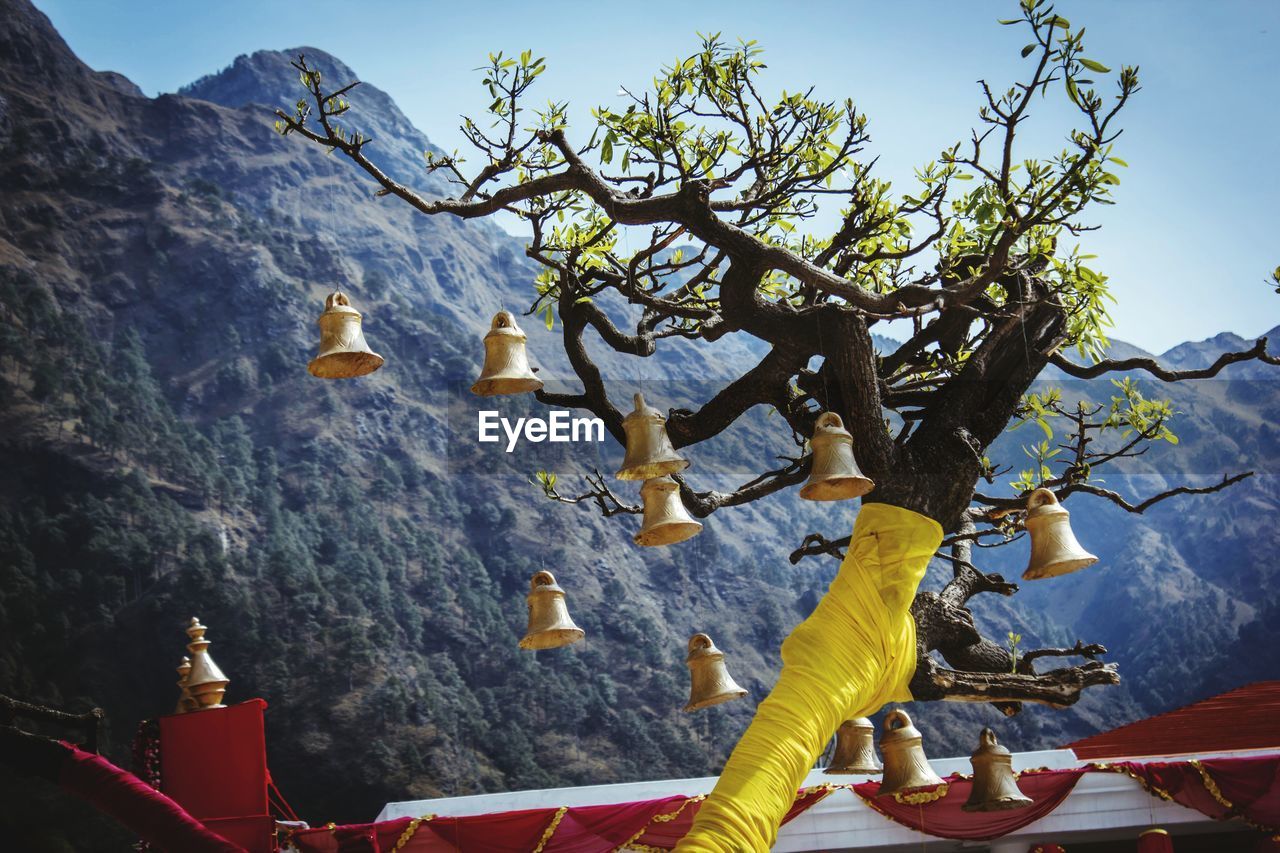 View of trees on mountain