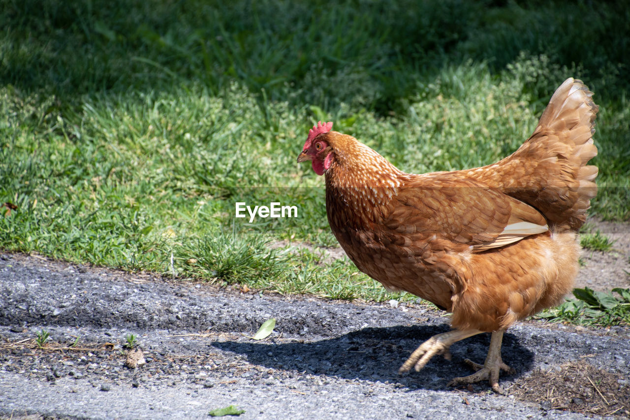 VIEW OF A ROOSTER ON LAND