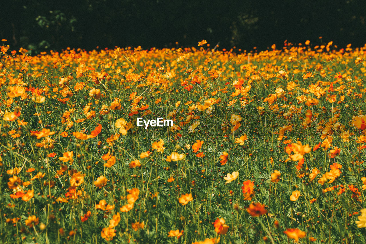 Close-up of orange flowering plants on field