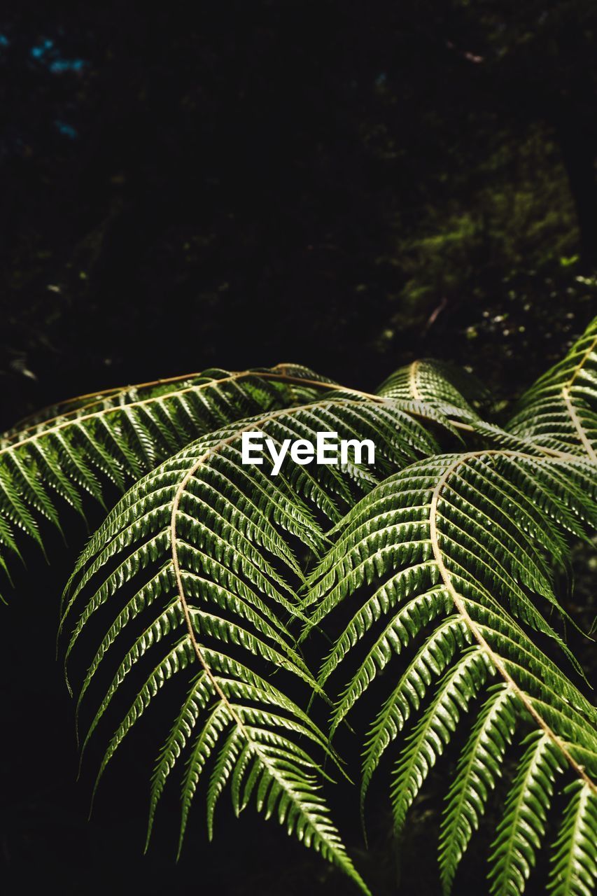 Close-up of fern leaves on tree in forest