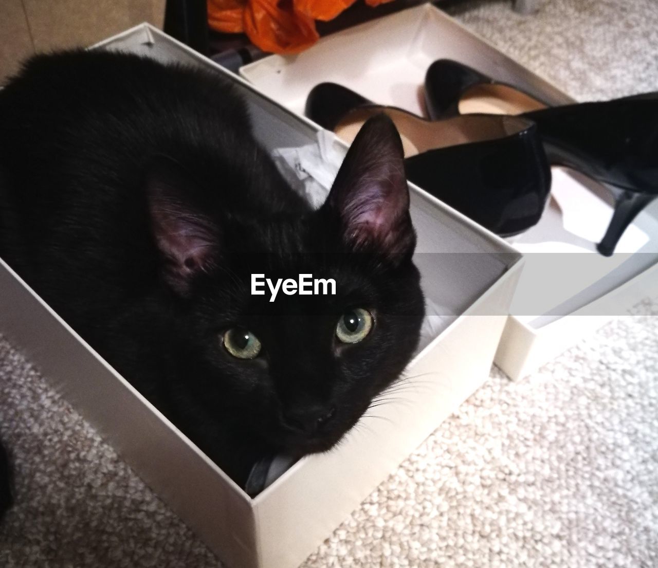 Close-up portrait of black cat at home