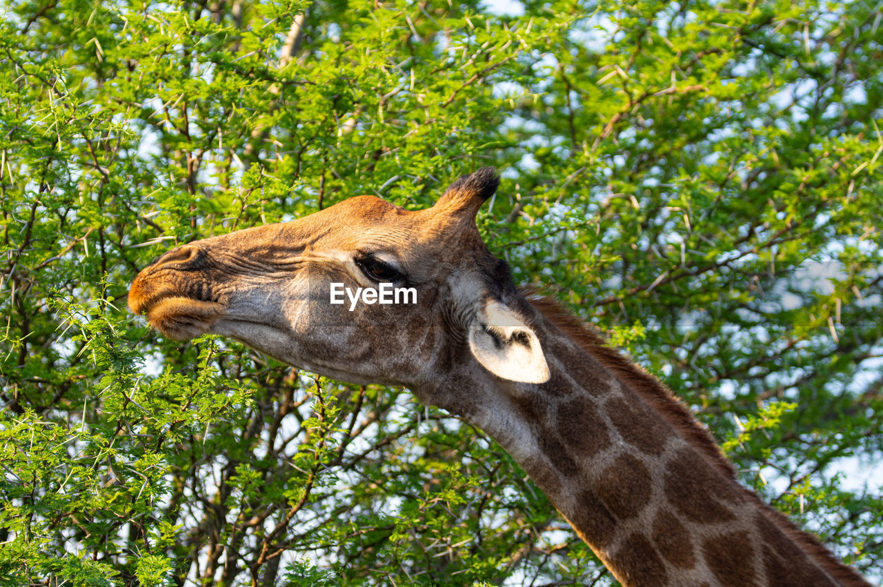 Low angle view of giraffe against trees