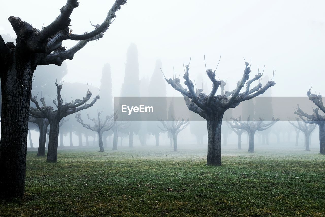 Bare trees on landscape during foggy weather
