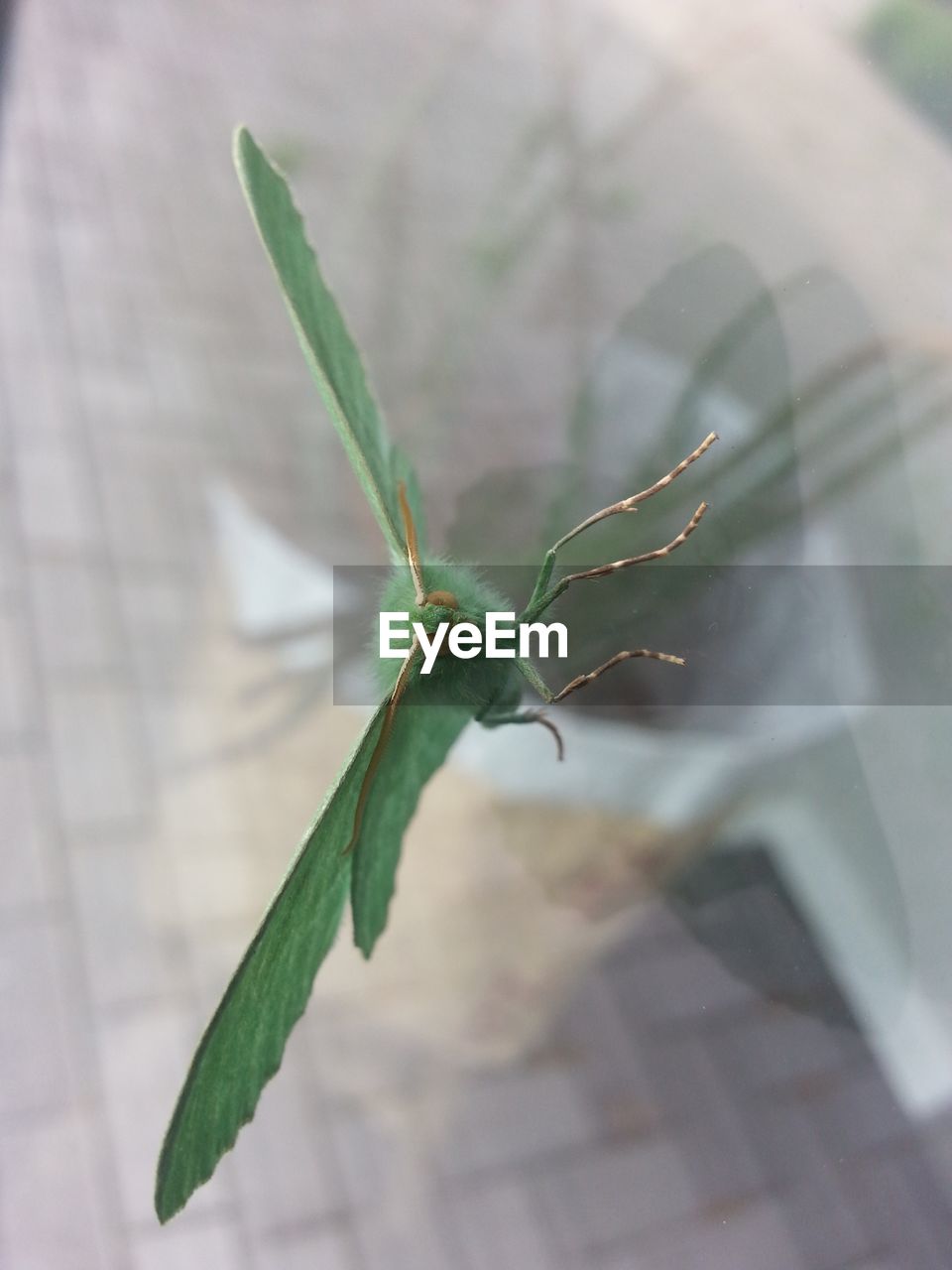 HIGH ANGLE VIEW OF INSECT ON LEAF