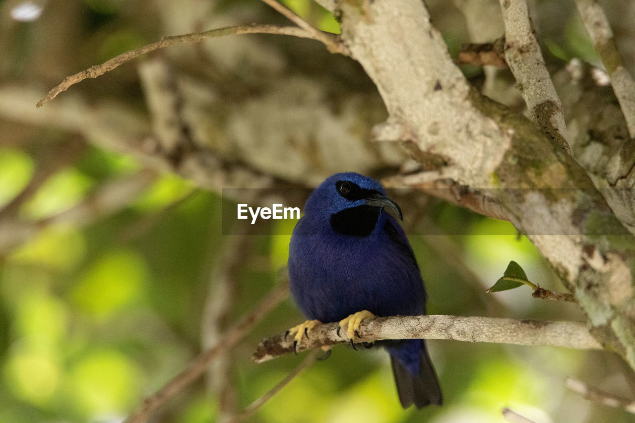 VIEW OF BIRD PERCHING ON BRANCH