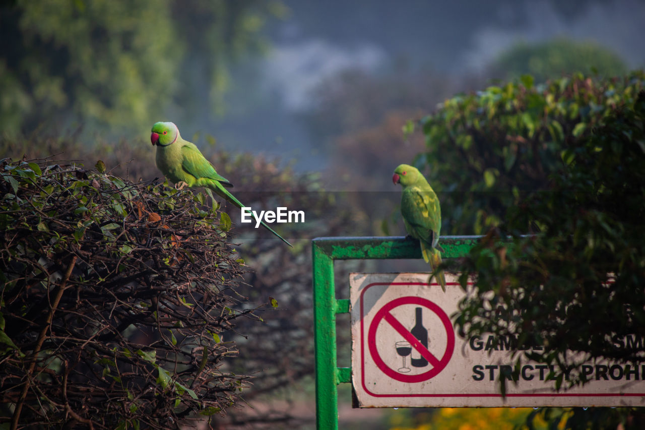 VIEW OF BIRDS PERCHING ON A PLANT