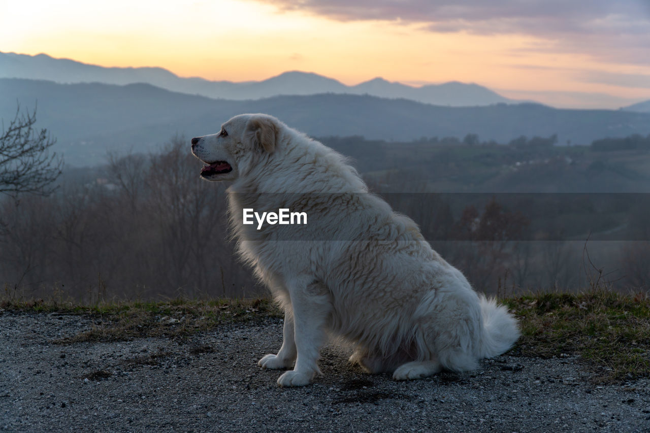 White dog looking away on land against sky during sunset
