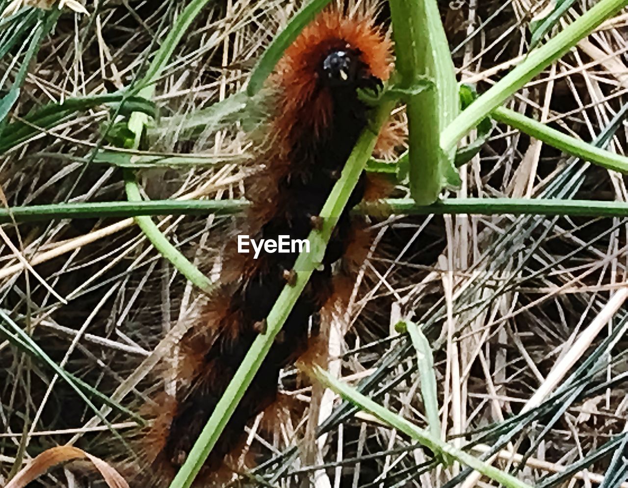 HIGH ANGLE VIEW OF INSECT ON PLANTS